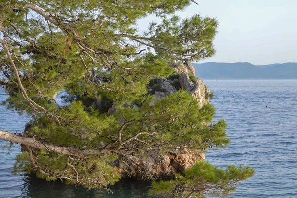 Adria Strand Ferienort Brela Kroatien Inselchen Strand Von Punta Rata — Stockfoto