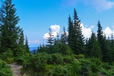 Hoverla 'ya giden panoramik manzara, Karpatya dağları, Ukrayna. Yatay açık hava çekimi