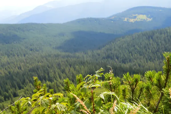 Panoramiczny Widok Hoverla Karpaty Ukraina Strzał Poziomie Zewnątrz — Zdjęcie stockowe