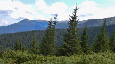 Karpat Dağları, Ukrayna: Ukrayna 'nın en yüksek dağı Hoverla' ya giden yol