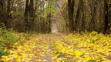 Sarı yaprak, altın sonbaharda huş ağacının ormanına düşer. Bulutlu bir günde ağaçlarla kaplı manzara.
