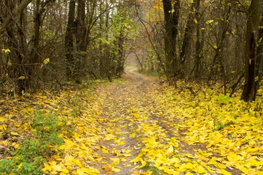 Sarı yaprak, altın sonbaharda huş ağacının ormanına düşer. Bulutlu bir günde ağaçlarla kaplı manzara.