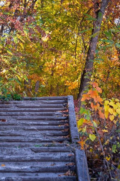 Herbst Waldpark Treppen Landschaft Herbstlicher Waldtreppenweg Versteckt Sich Zwischen Gelben — Stockfoto