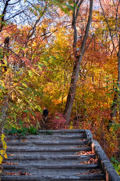 Menina Está Caminhando Outono Floresta Escadaria Caminho Esconde Entre Amarelo — Fotografia de Stock
