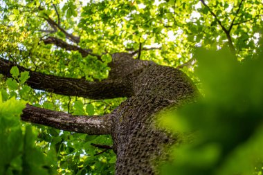 Orman ağaçları. doğa yeşil ahşap güneş ışığı arka planı.