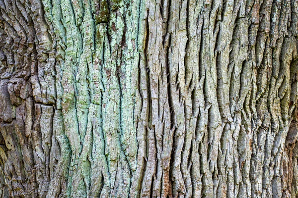 Tree Bark Background Texture Natural Background Paper Close — Stock Photo, Image