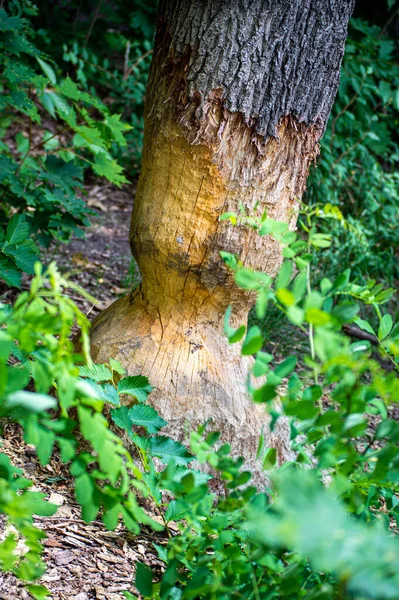 在森林里被海狸咬伤的橡树 — 图库照片