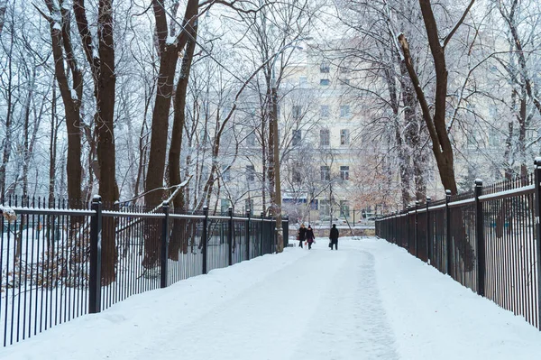 Киев Украина Января 2019 Ботанический Сад Фомин После Снежной Бури — стоковое фото