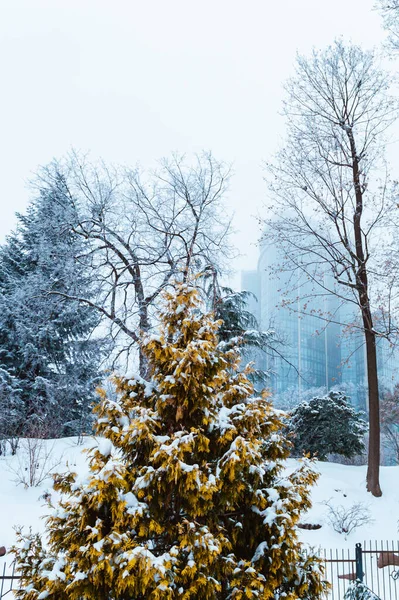 Kyiv Ukraine Styczeń 2019 Ogród Botaniczny Fomin Burzy Śnieżnej Kijowie — Zdjęcie stockowe