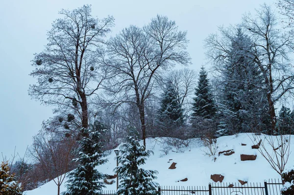 Kyiv Ukraine January 2019 Fomin Botanical Garden Snow Storm Kyiv — Stock Photo, Image