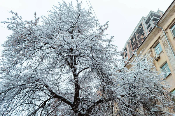 Kyiv Ukraine Ruari 2019 Träd Och Bilar Gatorna Efter Snöstorm — Stockfoto
