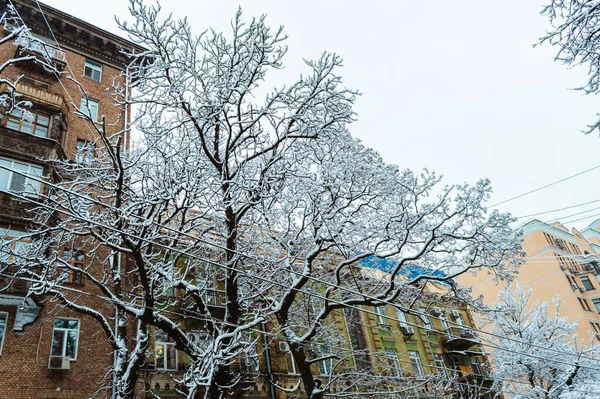 Киев Украина Февраля 2019 Года Деревья Автомобили Улицах После Снежной — стоковое фото