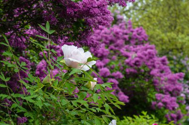 Mayıs 'ta Ukrayna' nın başkenti Kyiv 'de leylak çiçekleri, yağmurlu hava