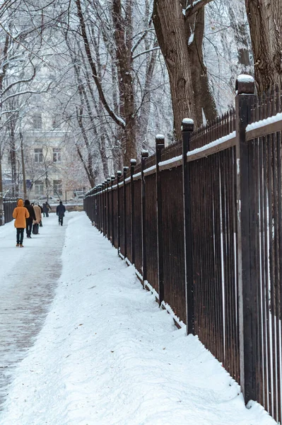 Киев Украина Января 2019 Ботанический Сад Фомин После Снежной Бури — стоковое фото