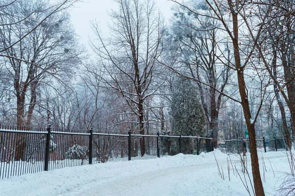 Kyiv Ukraine Styczeń 2019 Ogród Botaniczny Fomin Burzy Śnieżnej Kijowie — Zdjęcie stockowe