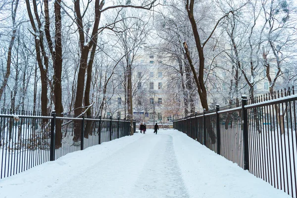 Kyiv Ukraine Styczeń 2019 Ogród Botaniczny Fomin Burzy Śnieżnej Kijowie — Zdjęcie stockowe