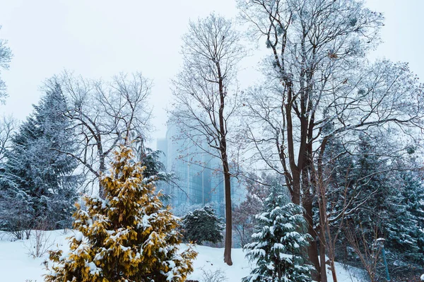 Kyiv Ukraine Styczeń 2019 Ogród Botaniczny Fomin Burzy Śnieżnej Kijowie — Zdjęcie stockowe