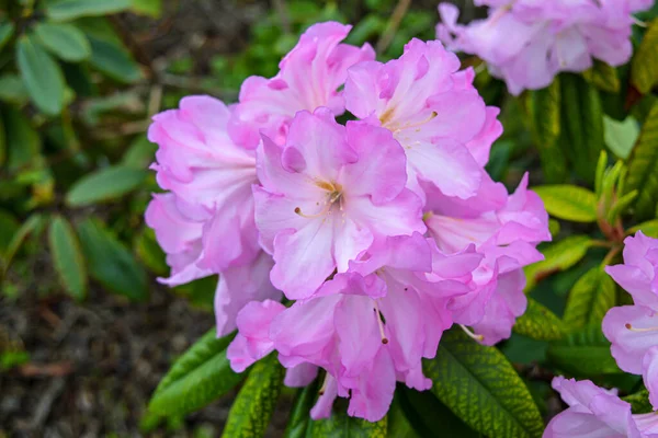 Fioritura Fiori Hryshko National Botanical Garden Kiev Ucraina — Foto Stock