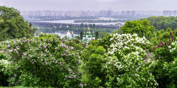 Kyiv Ukraine Május 2019 Panoráma Kilátás Orgona Virágok Hryshko Nemzeti — Stock Fotó