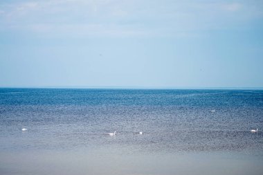 Kyiv denizindeki kuğular baharın başlarında