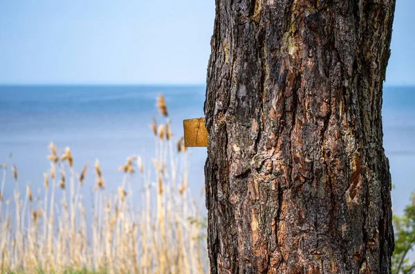 Wood Square Board Tree Made Fisherman — Stock Photo, Image
