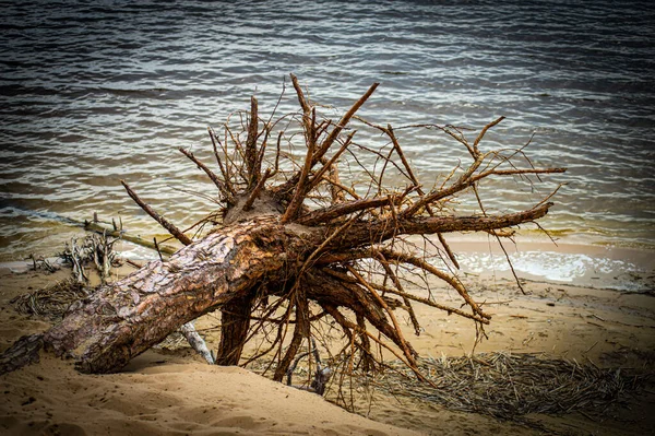 Charred Broken Wood Sea Background — Stock Photo, Image