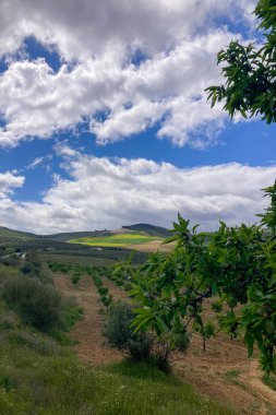 Kırsal alanlar büyülü yeşil renklerle parıldıyor, İspanya 'nın Granada eyaletinde sakin ve pitoresk bir doğal manzara yaratıyor.,