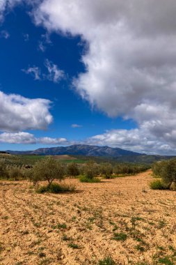 Kırsal alanlar büyülü yeşil renklerle parıldıyor, İspanya 'nın Granada eyaletinde sakin ve pitoresk bir doğal manzara yaratıyor.,