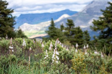 Yunquera 'nın panoramik manzarası ve Puerto Saucillo' dan uzanan çam ormanı manzarası, Sierra de las Nieves Ulusal Parkı, Endülüs, İspanya