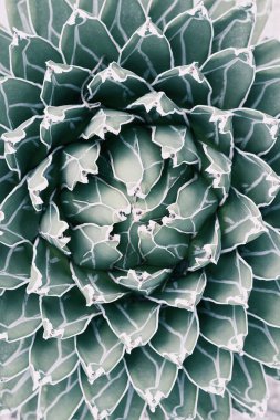 Kraliçe Victoria Agave soluk tonda