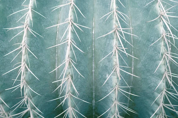 Close up of Golden Barrel Cactus. Pale green tone image. — Stock Photo, Image