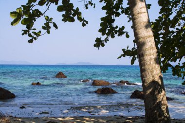 Berrak deniz suyu ve mavi gökyüzü ile kum plajda Ağaç.