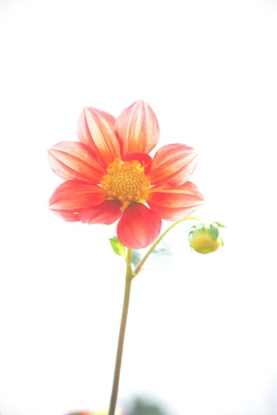 Orange chrysanthemum on white background