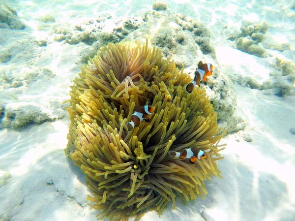 Clownfish with sea anemones under sea, Surin Islands, Thailand