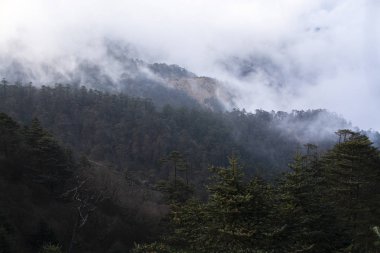 Akşam saatlerinde koyu tonda sis arka plan ile Çam ağaçları