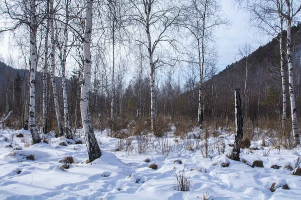 Alberi nella foresta con neve a terra in inverno — Foto Stock