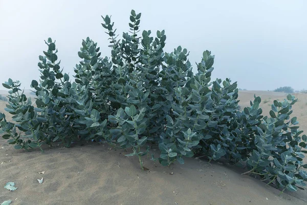 Sand dune with desert plant in Thar Desert, Jaisalmer, Rajasthan