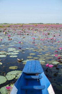 Tekne ön planda gölde pembe nilüfer alanı
