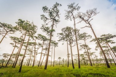 Çam ağaçları ve sis ile çim alan