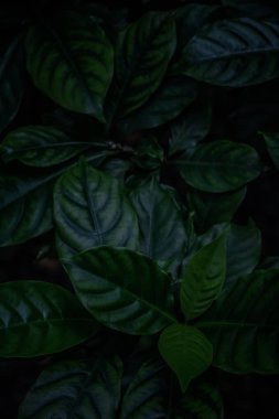 Yeşil yaprakların koyu ve karamsar görüntüsü, koyu ton fotoğrafı