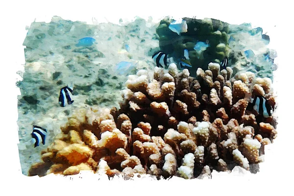 Deniz Suyu Altında Deniz Yaşamı Fotoğraflarla Suluboya Karışımı Şeyler — Stok fotoğraf