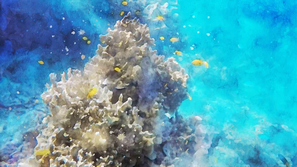 Vita Marina Sott Acqua Fotografia Paesaggi Sottomarini Vita Marina Colorata — Foto Stock