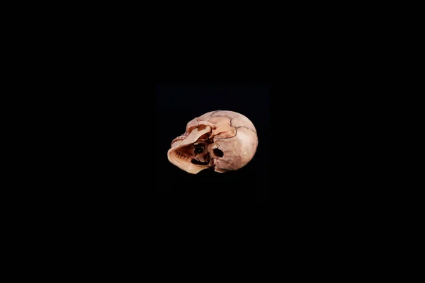 Bottom View Medical Lab Human Skull Isolated Black Realistic Skull — Stock Photo, Image