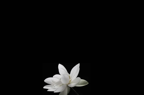 fallen White Flower Isolated on Black Background