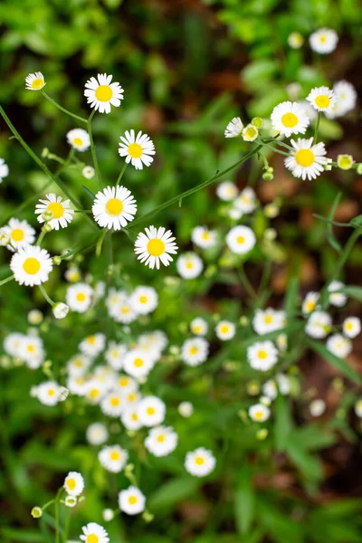 White and Yellow Daisies on a Meadow with Textured Green Grasses Close Up. PUSHING UP DAISIES