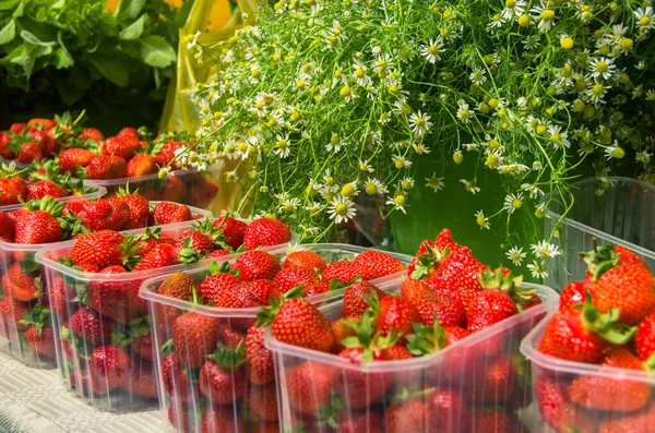 Ripe Red Strawberries Arranged Plastic Boxes Baskets Farmers Market Ready — Stock Photo, Image