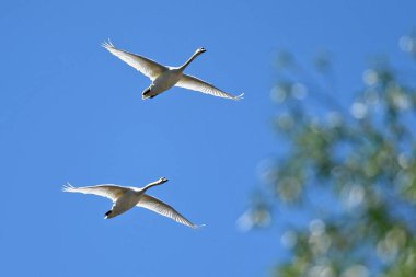 Steyr (Yukarı Avusturya) üzerinde iki beyaz kuğu uçar)