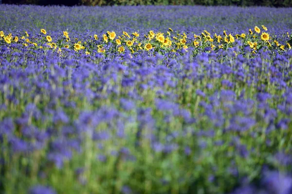 Sebuah Ladang Bunga Matahari Dengan Tanaman Phacelia Pada Musim Gugur — Stok Foto