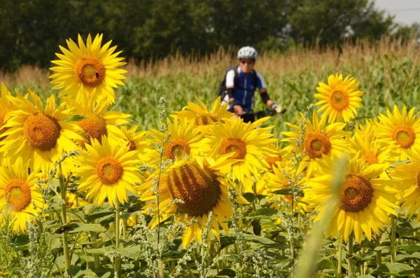 Sunflower Field Danube Cycle Path Cyclists Background — Stock Photo, Image
