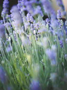 Tarlada lavanta yaprağı